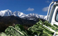 野沢菜と白馬三山